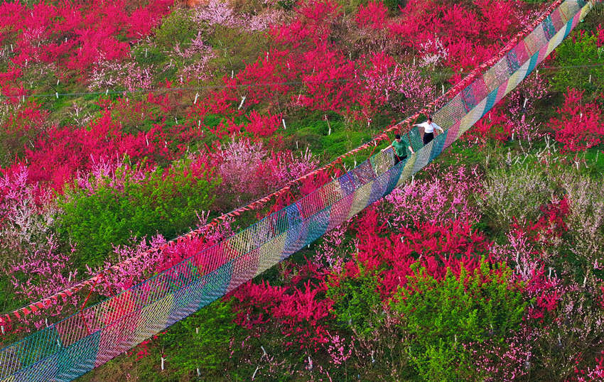 游客在赏花游玩。廖胜春摄 
