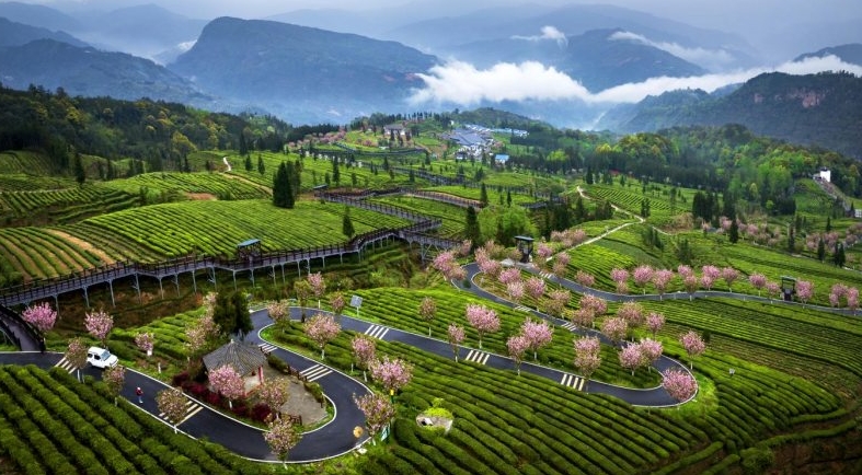 乐山马边：借茶为“媒” 托底彝区振兴