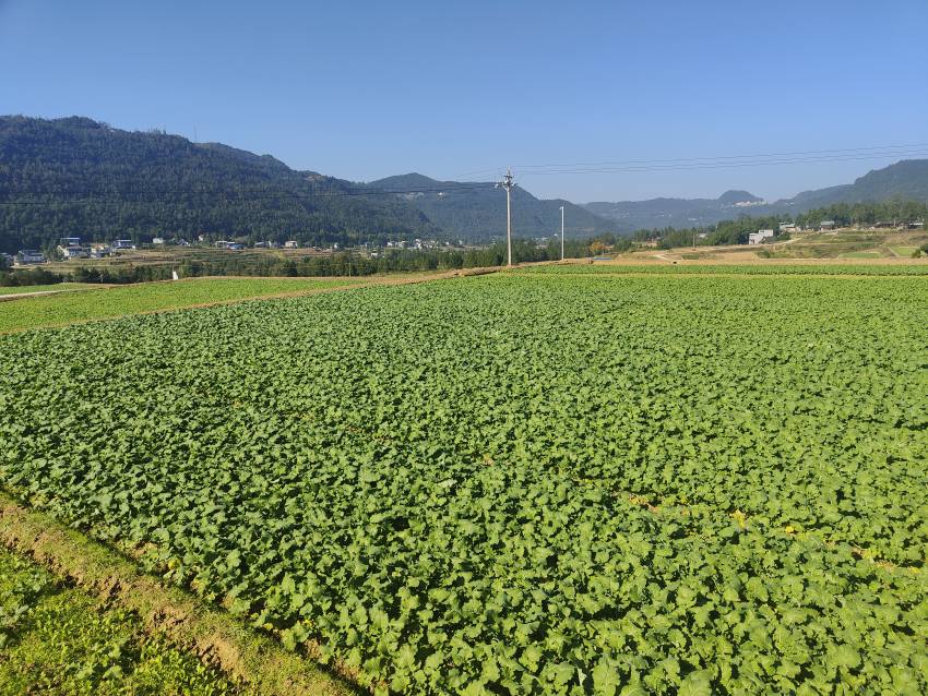 尹家下苏现代粮油产业园区，运用无人机播撒技术的“宜油47”油菜长势喜人。宜宾市结对帮扶巴中市恩阳区工作队供图